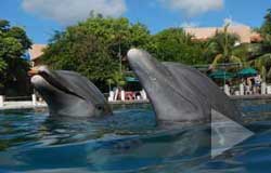 Puerto Morelos Villas guest swim with the dolphins at Dolphin Discovery Puerto Aventuras