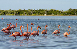 Puerto Morelos Secret Beach Villas guest visit Rio Lagartos BioSphere