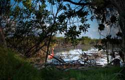 Puerto Morelos Villas | Looking for something to do?? How about bird watching in the mangroves?