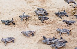 Playa del Secreto is a turtle sanctuary.